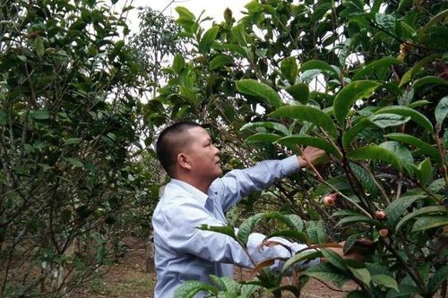 Khởi nghiệp từ loại cây từng mọc dại trên rừng, 'lão nông' Quảng Ninh thu hàng tỷ đồng