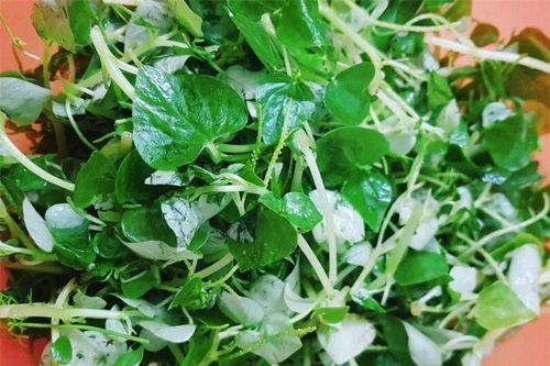Loại rau xưa mọc đầy vườn giờ lại là đặc sản tranh nhau mua, giá khoảng 35.000 đồng/kg đem làm gỏi cực 'đắt khách'