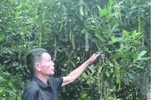 Người đưa cây mắc ca lên vùng đất khó