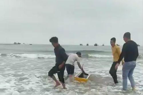 Ngư dân làng biển Cảnh Dương góp tiền mua cá heo thả về tự nhiên