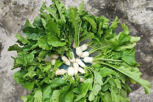 Củ cải - món ngon lành tính