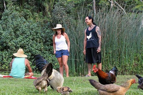Vùng đất kỳ lạ nơi hàng nghìn con gà chạy rông nhưng không ai ăn