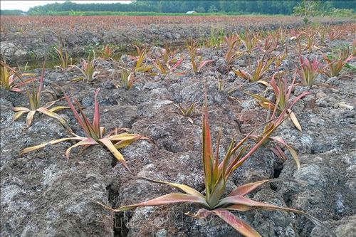 Hậu Giang: Cảnh báo nước mặn tiếp tục xâm nhập, thiếu nước ngọt