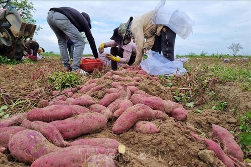 Sùng hại khoai lang lây lan trên diện rộng tại Gia Lai
