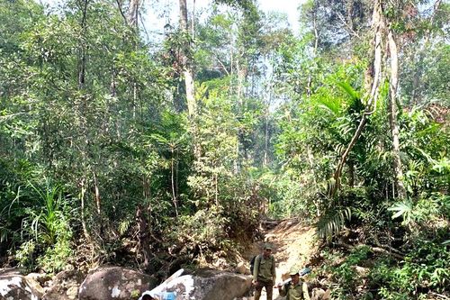 Lợi ích kép từ việc giao khoán bảo vệ rừng