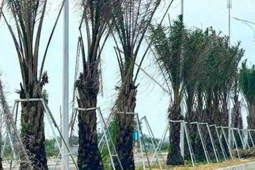 Thừa Thiên Huế rà soát dự án trồng, chăm sóc cây xanh theo yêu cầu Bộ Công an