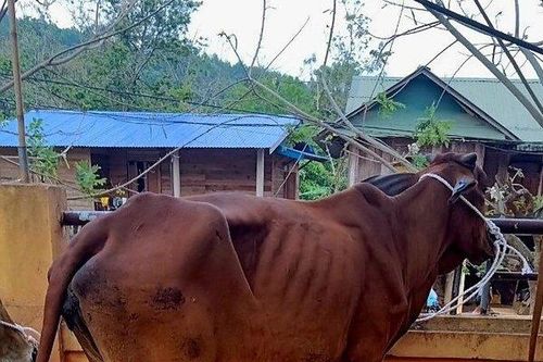 Kiểm tra việc bò hỗ trợ cấp cho hộ nghèo ở Quảng Trị bị chết
