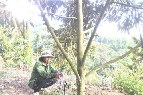 Khánh Sơn: Chủ động chống hạn cho cây trồng