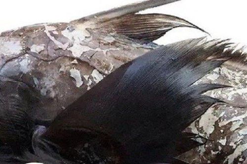 'Cá mập ma' với hình dáng kỳ dị được phát hiện ở Thái Lan