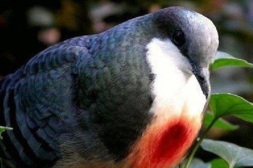 Điều ít biết về loài chim đặc biệt luôn mang 'vết thương giữa ngực'