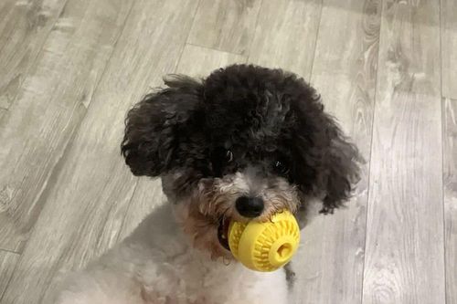 Chó có thể hiểu một số từ ngữ chỉ đồ vật theo cách tương tự như con người