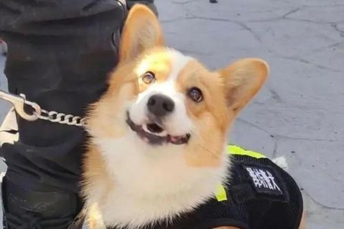 Chó Corgi cảnh sát đầu tiên ở Trung Quốc: Chân ngắn, ngây thơ nhưng điêu luyện