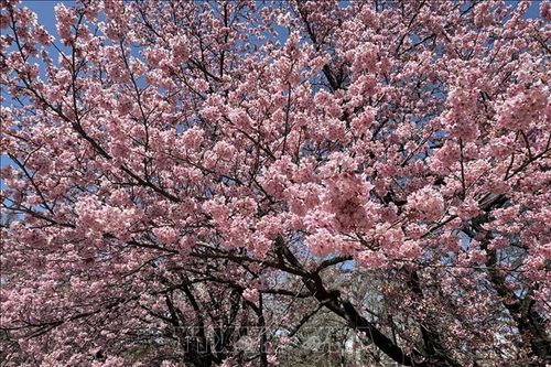 Thủ đô Tokyo tưng bừng đón mùa hoa anh đào