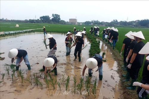 Du lịch trải nghiệm một ngày làm nông dân ở Làng cổ Đường Lâm thu hút khách quốc tế
