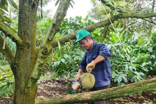 Thông tin mới nhất liên quan đến 30 lô hàng sầu riêng bị cảnh báo