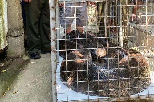 Giao nộp trăn 'khủng' dài 5,2m, nặng 85kg đi lạc nhiều năm cho kiểm lâm