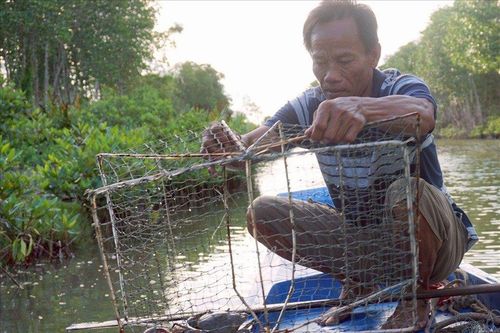 Cà Mau: Nắng nóng kéo dài, tái diễn tình trạng cua nuôi chết hàng loạt