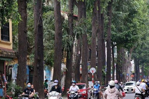 Quận Hai Bà Trưng: Người dân ký cam kết không xâm hại cây xanh