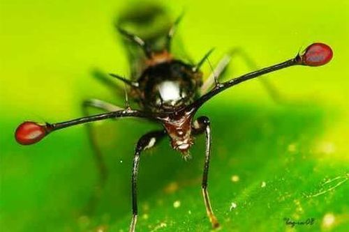 Động vật có nhiều mắt, nhìn được tia tử ngoại dị thường nhất thế giới