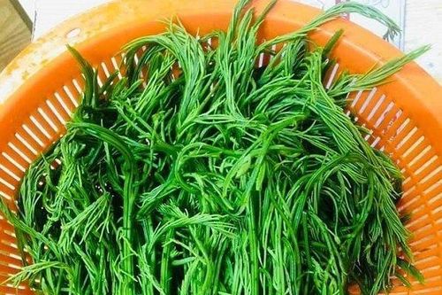 Loại rau dại có mùi hôi nồng nặc nay 'nâng tầm' đặc sản giá 100.000 đồng/kg