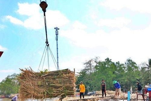Tháo gỡ điểm nghẽn để ngành mía đường phát triển ổn định