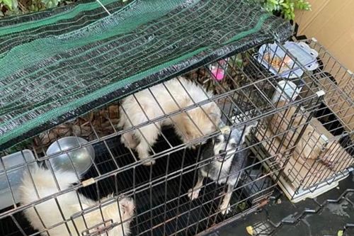Nuôi chó, mèo trong chung cư có thể bị phạt 160 triệu đồng