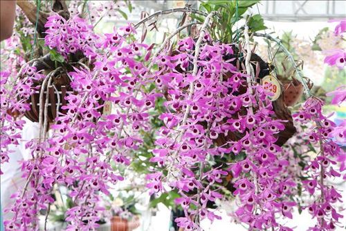 Về Lai Châu ngắm lan rừng khoe sắc