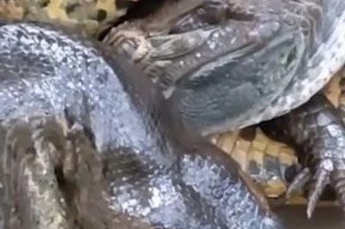 Khoảnh khắc cái ôm tử thần của trăn Anaconda với cá sấu Caiman