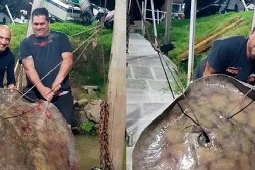 Người đàn ông câu được cá đuối khổng lồ nặng 250kg trên sông