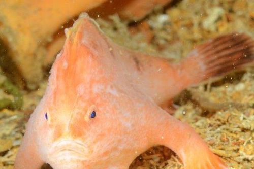 Phát hiện loài cá tay hồng siêu quý hiếm trong xác tàu đắm
