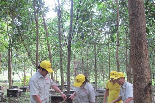 Phê duyệt Đề án 'Phát triển bền vững ngành ong đến năm 2030'