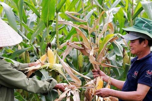 Chưa xác định được nguyên nhân hơn 80 ha ngô của người dân bị chết khô