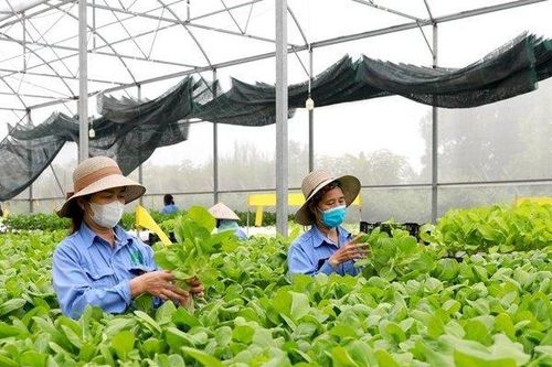 Hợp tác xã nông nghiệp vẫn còn bộc lộ nhiều hạn chế