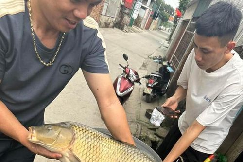 Cá chép giòn giảm 'tụt dốc' chỉ còn từ 16 nghìn đồng/kg, nguồn gốc từ đâu?