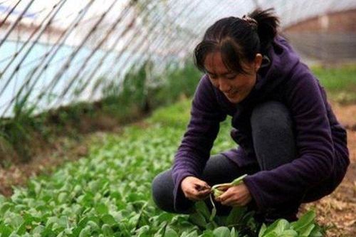 Tiến sĩ 'bỏ phố' về quê trồng rau nuôi gà, thu lãi hơn 26 tỷ đồng/năm