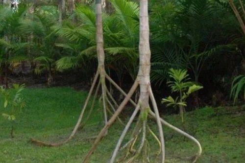 Kỳ lạ loài cây biết 'đi bộ' duy nhất trên thế giới