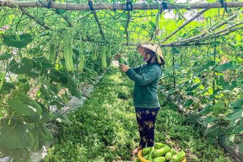 Cực công nhưng thu nhập cao