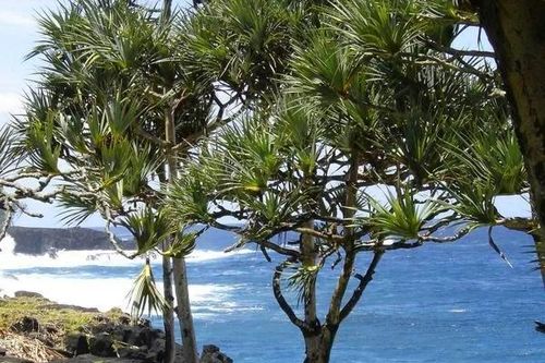 Loài cây kỳ lạ chỉ đâm chồi và phát triển trên vùng đất có chứa kim cương