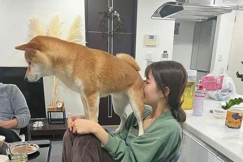 Những pha 'báo đời' của thú cưng khiến chủ lực bất tòng tâm