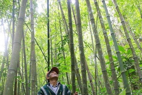 Vận động các thành phần kinh tế tham gia bảo vệ, phát triển rừng