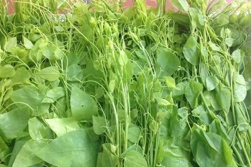 Trồng rau rừng đặc sản, ông nông dân Thái Nguyên thu trăm triệu
