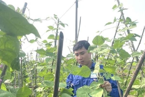 Anh nông dân kiếm 64 tỷ đồng nhờ trồng cây đặc sản 'quen thuộc' nhàn tênh