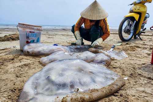 Săn 'vàng trắng' trên biển, ngư dân Hà Tĩnh kiếm tiền triệu mỗi ngày