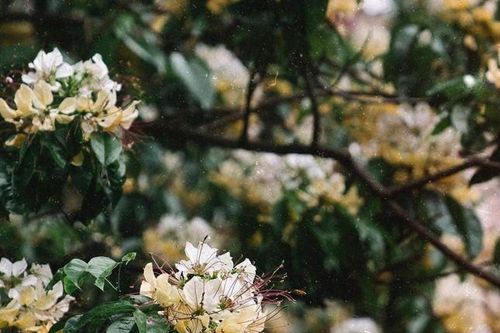 Hà Nội vào mùa hoa bún đẹp mê ly, đi đâu để có ảnh xinh?
