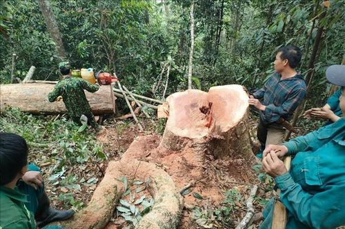 Bắt quả tang 5 đối tượng khai thác gỗ rừng trái phép