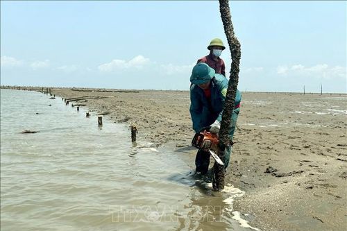 Kiên quyết xử lý tình trạng lấn chiếm bãi triều nuôi trồng thủy sản trái phép