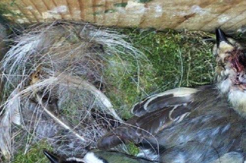 Loài chim tàn bạo bậc nhất thế giới, chuyên ăn não để sống sót