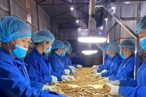 Chủ động tháo gỡ khó khăn cho hoạt động xuất khẩu dược liệu
