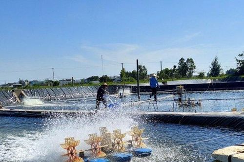 Quảng Ninh: Giải tỏa 70 ha mặt nước, bãi triều NTTS trái phép