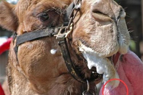Những 'quả bóng hồng' phòi ra từ miệng lạc đà có tác dụng gì? Sự thật khó tin